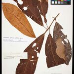 Cybianthus potiaei Leaf