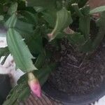 Schlumbergera truncataЛист