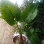 Alocasia macrorrhizos पत्ता