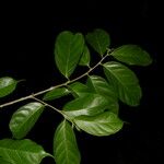 Trophis racemosa Feuille