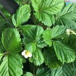 Fragaria viridisKwiat