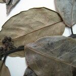 Ilex martiniana Other