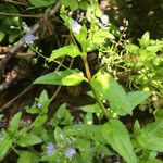 Veronica americana Habitat