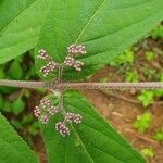 Callicarpa pedunculata Flower