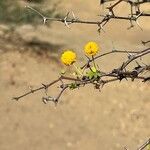 Vachellia tortuosa Flors