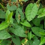 Ipomoea setifera Ліст