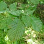 Carpinus betulusبرگ