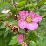 Rubus odoratus Blomst