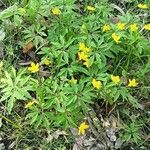 Anemonoides ranunculoides ഇല