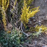 Artemisia caerulescens Floro
