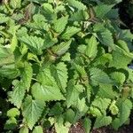 Agastache rugosa برگ