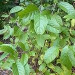 Cephalanthus occidentalis Leaf