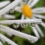 Boltonia asteroides 花