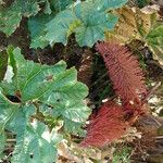 Gunnera insignis Leaf