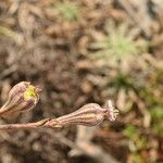 Silene secundiflora Fruit