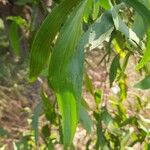 Acacia auriculiformis Blad