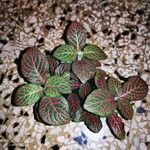 Fittonia albivenis 叶