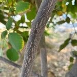 Dendrolobium umbellatum Bark