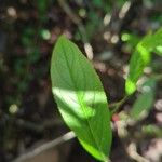 Aronia arbutifolia Feuille