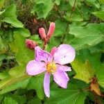 Clappertonia ficifolia Blüte