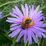 Aster pyrenaeus Квітка