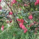 Crinodendron hookerianum Virág