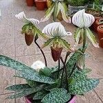 Paphiopedilum acmodontum Květ