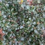 Ilex meserveae Blatt