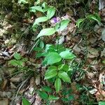 Lathyrus vernus Libunga