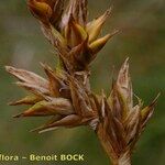 Carex colchica Owoc