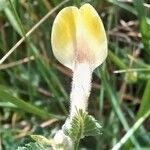 Vicia hybridaKvět