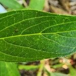 Cuphea llavea Leaf