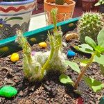 Austrocylindropuntia vestita Kaarna