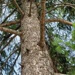 Pseudotsuga menziesii Kéreg/szár