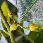 Myristica fragrans Fiore