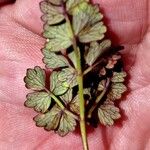 Thalictrum alpinum Leaf