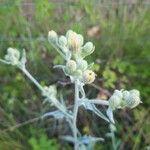 Andryala integrifoliaFlower