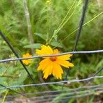 Coreopsis pubescens Кветка