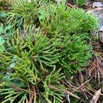 Lycopodium complanatum Fuelha