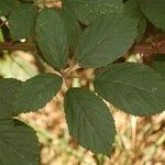 Rubus goniophorus برگ