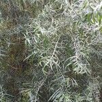 Salix eleagnos 整株植物
