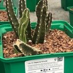 Stapelia hirsuta Hostoa