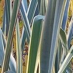 Phormium tenax ഇല