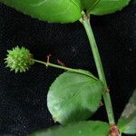 Euonymus echinatus ശീലം