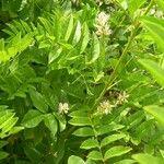 Glycyrrhiza glabra 叶