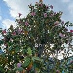 Camellia sasanquaАгульны выгляд