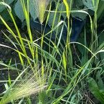 Hordeum jubatum Leaf