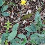 Hieracium glaucinum Habit