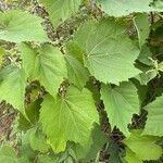 Vitis riparia Feuille