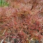 Juncus bulbosus Habit